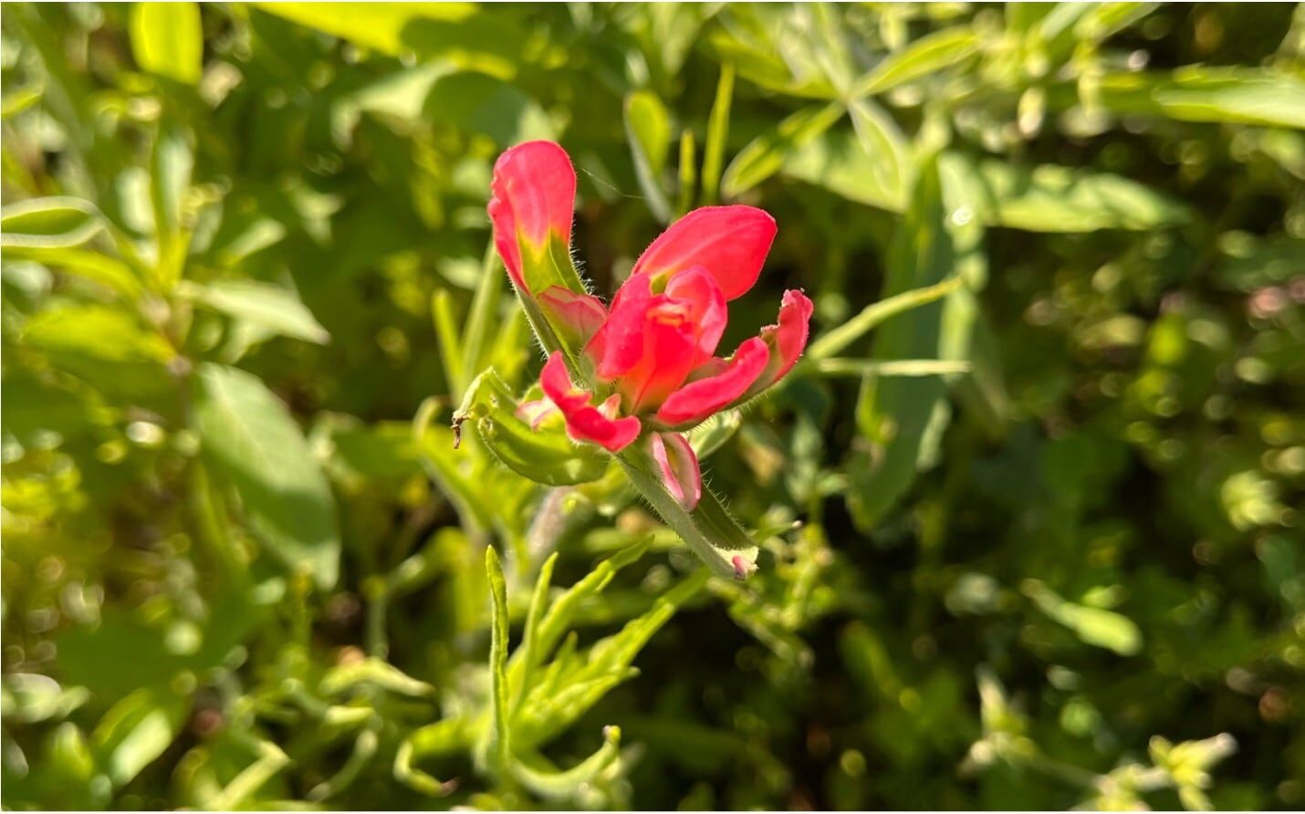 Indian Paintbrush | Native Texas Wildflowers - Southern Botanical