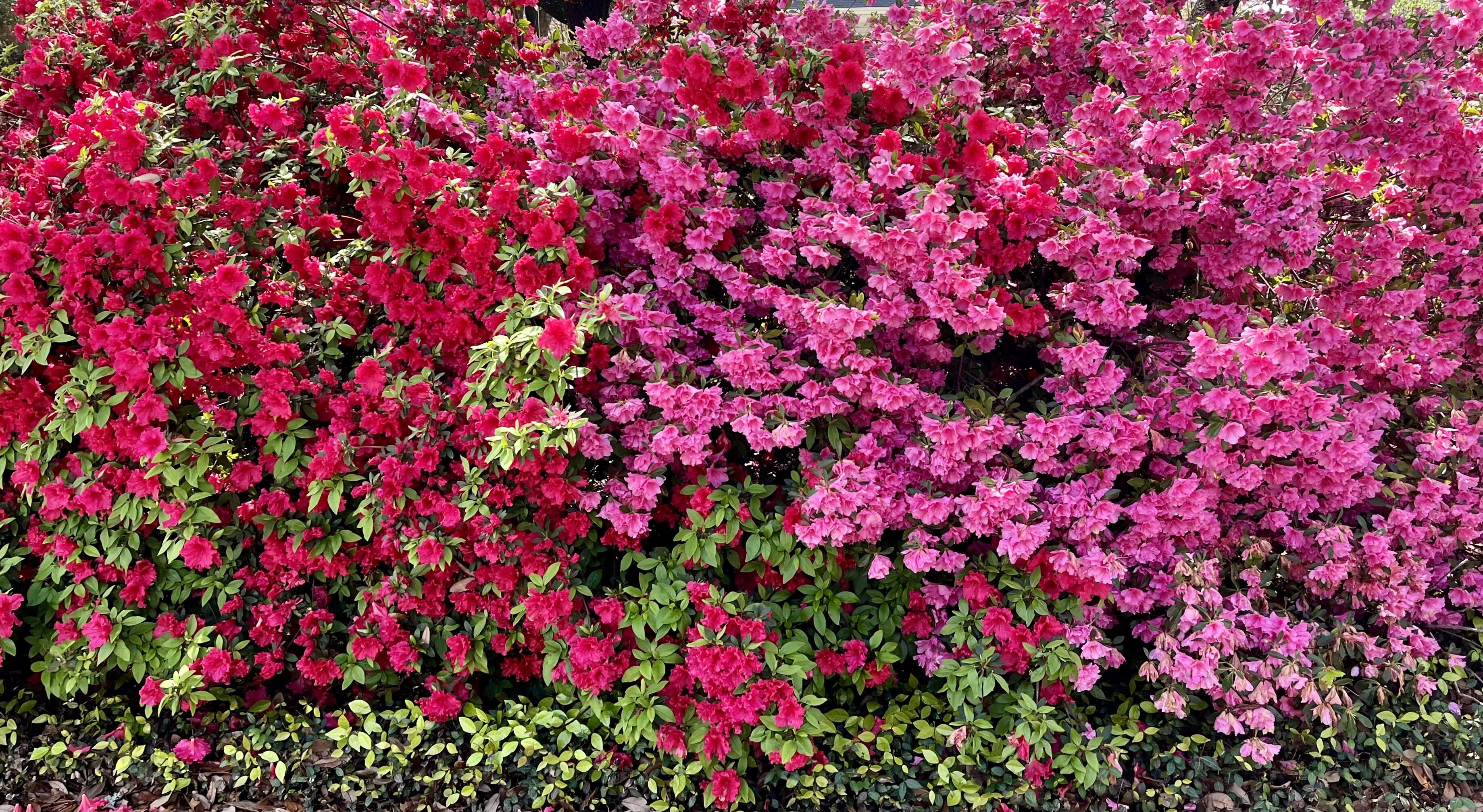 Everything You Need to Know About Caring for Azalea - Southern Botanical