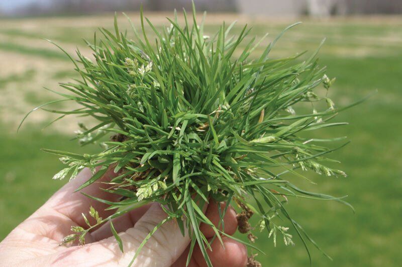 Understanding and Managing Annual Bluegrass (Poa annua) in North Texas -  Southern Botanical