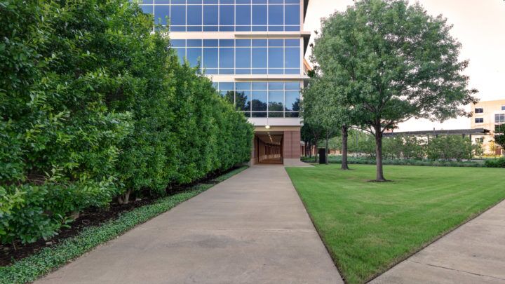 Our certified arborists share important facts, tips, and how to identify Oak Wilt on your property