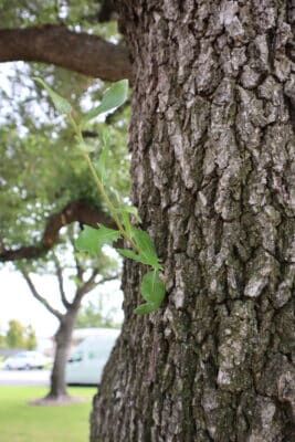 BECOME TREE ピアス　両耳 Become tree BECOME TREE TRIANGLE PIERCE – AY online