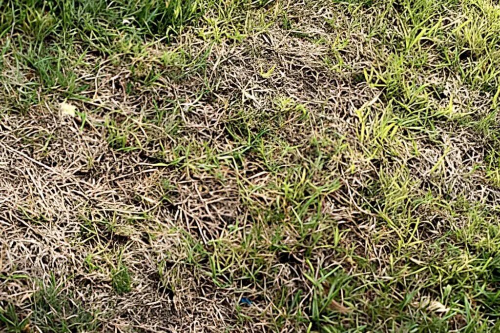 Understanding and Preventing Take-All Root Rot - Southern Botanical