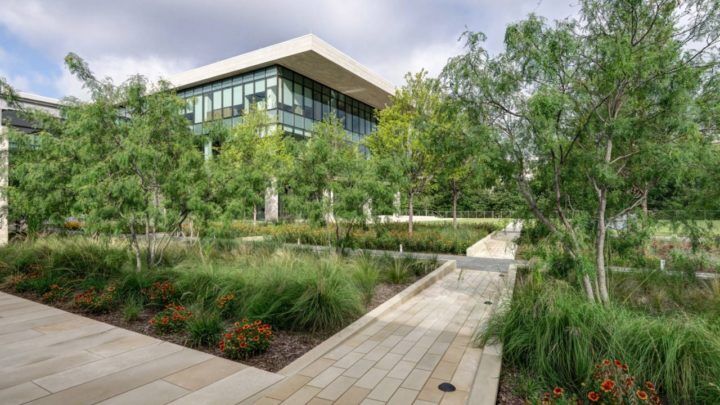 Fall is an Ideal Time to Plant Trees and Shrubs | Dallas Landscaping Services Company