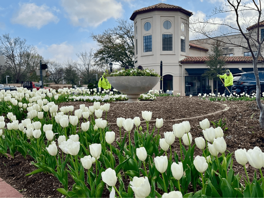 When Should You Plant Tulips and Other Spring Bulbs in Texas ...
